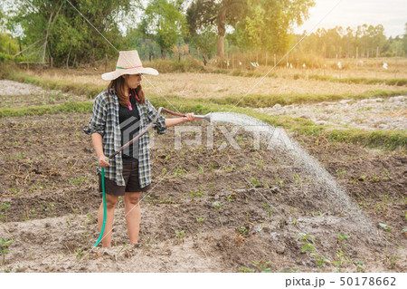 Gardener woman watering vegetables in her garden 50178662