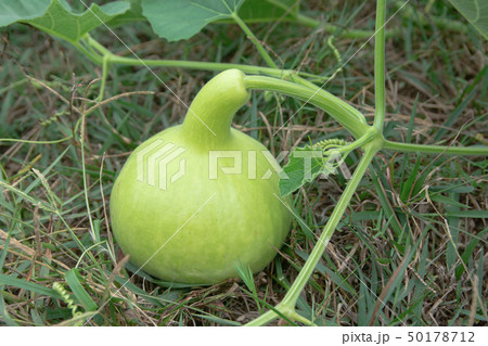 Bottle Gourd or Calabash Gourd on ground in the 50178712