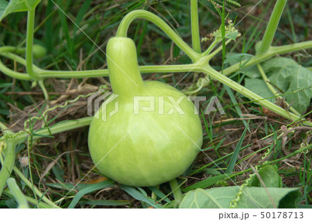 Bottle Gourd or Calabash Gourd on ground in the Bottle Gourd or Calabash Gourd on ground in the 50178713