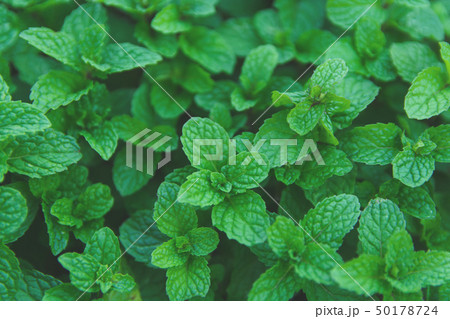 Green peppermint leaves background. Flat lay. 50178724