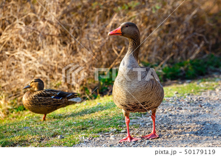The wild greylag goose in the pond at sunset The wild greylag goose in the pond at sunset 50179119