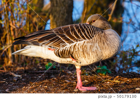 The wild greylag goose in the pond at sunset The wild greylag goose in the pond at sunset 50179130