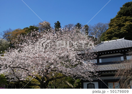 鎌倉市 長谷寺 サクラ　Kamakura  Hase-dera Temple  Cherry bls 50179809