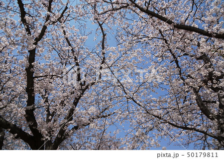 鎌倉市 長谷寺 サクラ Kamakura Hase-dera Temple Cherry bls 鎌倉市 長谷寺 サクラ Kamakura Hase-dera Temple Cherry bls 50179811