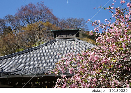 鎌倉市　光則寺　 Kamakura  Kousokuji temple  海棠 Crab apple 50180026