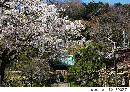 鎌倉市　光則寺　 Kamakura  Kousokuji temple  海棠 Crab apple 50180027