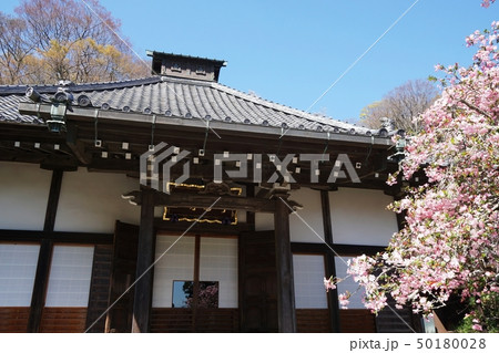 鎌倉市　光則寺　 Kamakura  Kousokuji temple  海棠 Crab apple 50180028