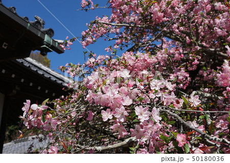 鎌倉市　光則寺　 Kamakura  Kousokuji temple  海棠 Crab apple 50180036