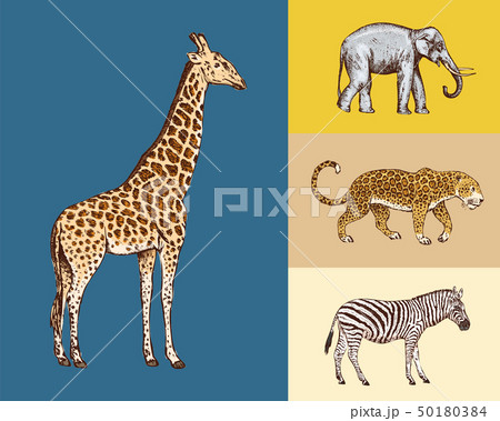 African animals. Elephant Giraffe Leopard Wild zebra. Engraved hand drawn Vintage old monochrome 50180384