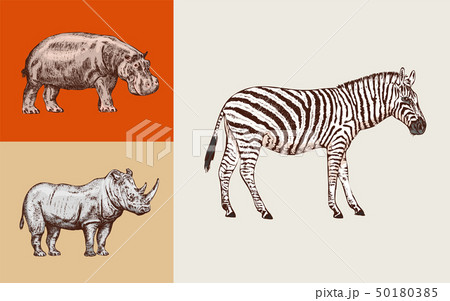 African animals. Rhinoceros Hippopotamus Wild zebra. Engraved hand drawn Vintage old monochrome 50180385