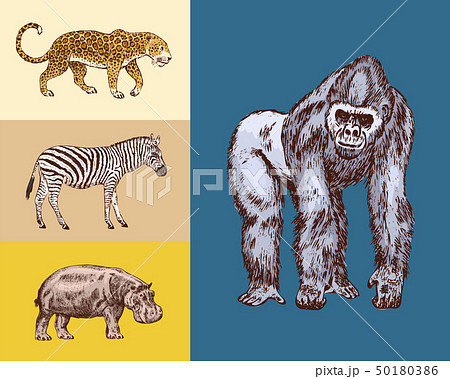African animals. Hippopotamus Leopard Wild zebra Western gorilla.. Engraved hand drawn Vintage old 50180386