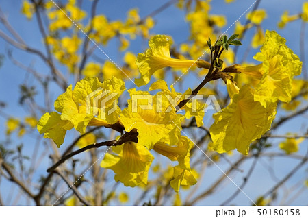 イペーの花 50180458