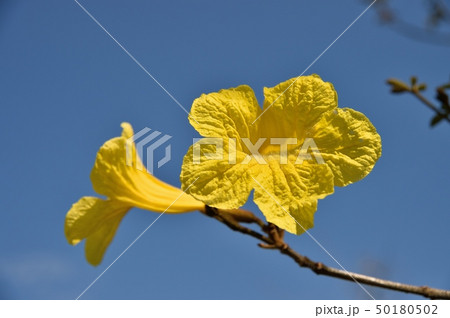 イペーの花 50180502