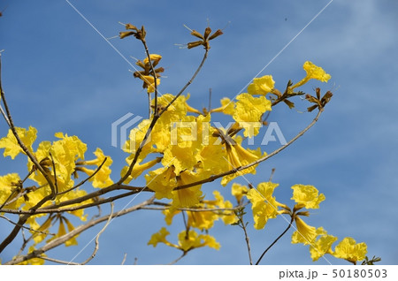 イペーの花 50180503