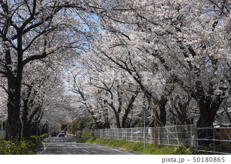 かすみ提の桜 かすみ提の桜 50180865