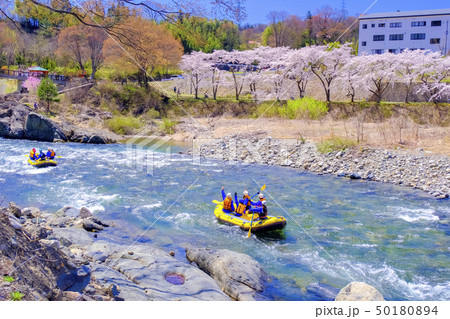 桜咲く利根川とラフティング 桜咲く利根川とラフティング 50180894