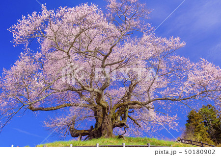 ピンクの苗代桜 50180902