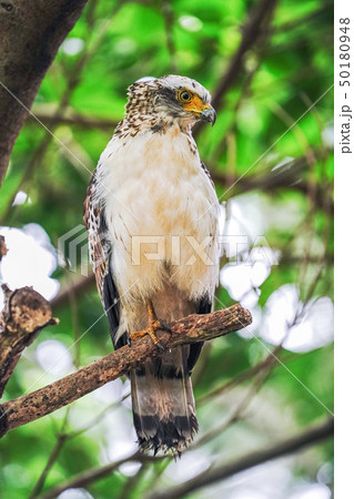 カンムリワシ 50180948