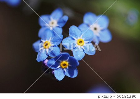 ワスレナグサ 勿忘草 Myosotis Scorpioidesの写真素材 ワスレナグサ 勿忘草 Myosotis Scorpioidesの写真素材