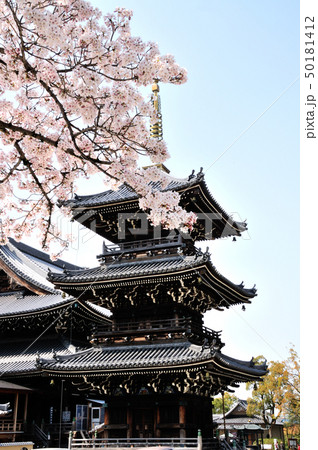 水間寺 桜と三重塔 水間寺 桜と三重塔 50181412
