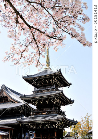 水間寺　桜と三重塔 50181413