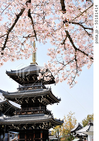 水間寺 桜と三重塔 水間寺 桜と三重塔 50181414