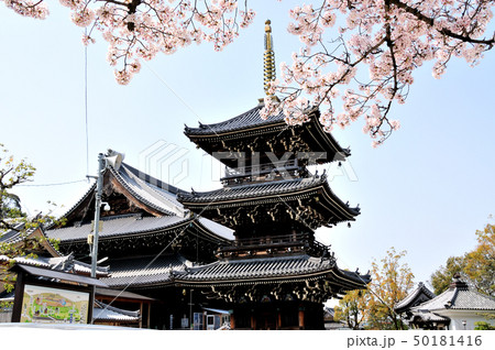 水間寺　桜と三重塔 50181416