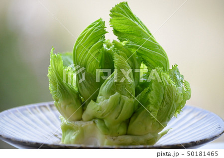 つぼみな 50181465