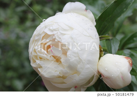 雨上がりの芍薬　白 50181479