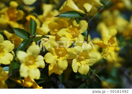 カロライナジャスミン Carolina jessamine カロライナジャスミン Carolina jessamine 50181492