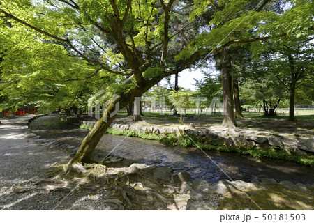 上賀茂神社 ならの小川 上賀茂神社 ならの小川 50181503