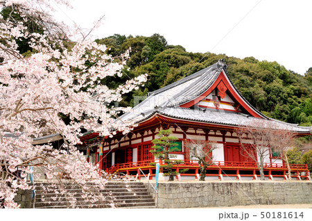 天野山金剛寺　さくらと金堂 50181614