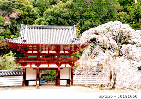 天野山金剛寺　楼門とサクラ 50181660