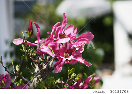 モクレン 木蓮 Magnolia quinquepeta モクレン 木蓮 Magnolia quinquepeta 50181708