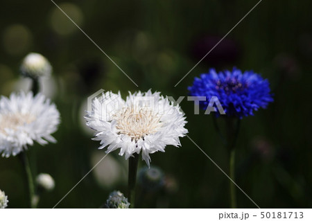 ヤグルマギク　矢車菊　 cornflower 50181713