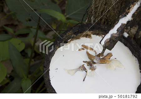 Latex extracted from rubber tree Latex extracted from rubber tree 50181792
