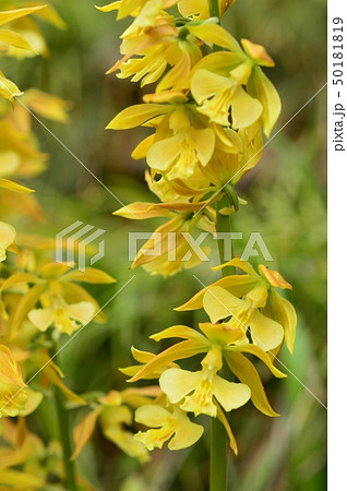 エビネの花が咲いたよ 八王子市の写真素材