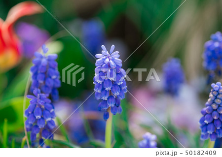 ムスカリ 50182409