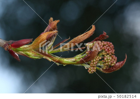 自然 植物 ナナカマド、三月末。伸びた枝先にはブロッコリーの様な蕾の塊 自然 植物 ナナカマド、三月末。伸びた枝先にはブロッコリーの様な蕾の塊 50182514