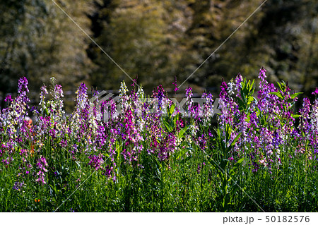 リナリア 50182576