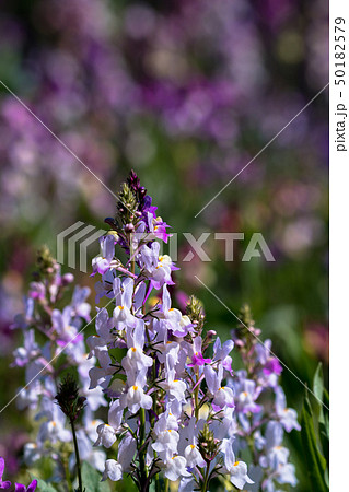 リナリア 50182579