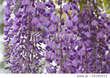 フジの花が咲いたょ 八王子市 の写真素材