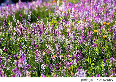 リナリア リナリア 50182665