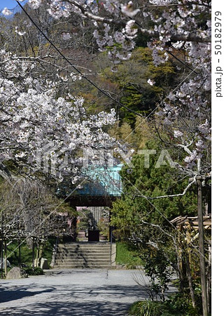 光則寺の桜 光則寺の桜 50182979