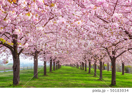 桜の並木 千曲川河川公園 長野県小布施町の写真素材