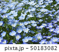 ネモフィラ 50183082