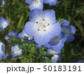 ネモフィラ 50183191