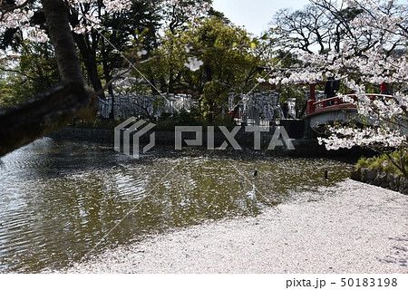 源氏池の桜 50183198