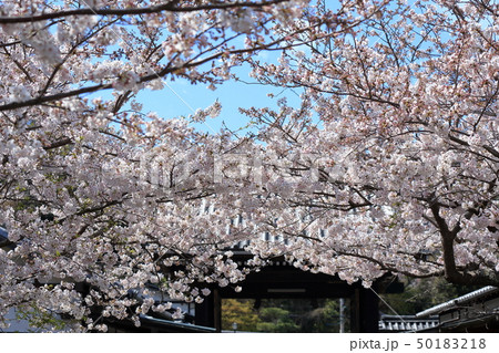 令和の桜　鎌倉の桜　建長寺境内 50183218