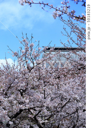 令和の桜　鎌倉の桜　建長寺境内 50183219